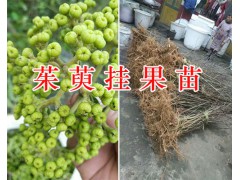 云南吳茱萸苗基地信息-茱萸苗購買圖2