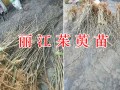 哪里能批發(fā)高產(chǎn)吳茱萸苗？云南麗江茱萸栽培基地