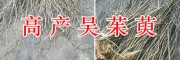 云南中花吳茱萸栽培基地-青野中藥材開發(fā)有限公司