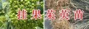 吳茱萸掛果苗銷售，供應2萬棵-麗江茱萸苗