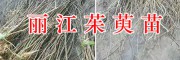 出售2萬(wàn)棵吳茱萸苗-提供種植技術(shù)，麗江吳茱萸育苗