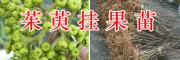 吳茱萸種子/15368086541*云南掛果吳茱萸苗批發(fā)