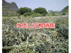 貴州/云南山豆根種苗_ 山豆根小苗多少錢一株?圖3