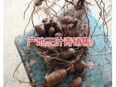 2018年三葉青價(jià)格% _三葉青生長在哪些地方圖3