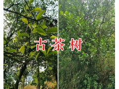 云南千畝古樹茶，商業(yè)合作項(xiàng)目-圖2