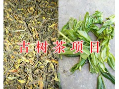 紅河古茶樹圖片&-古樹茶商業(yè)項目圖2