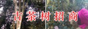 百年古茶樹收購(gòu)項(xiàng)目-*古樹茶開(kāi)發(fā)合作