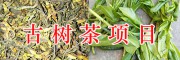 云南古樹茶生產(chǎn)項(xiàng)目：千畝古茶樹、百畝大樹茶