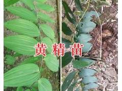 求購滇黃精種子價格&林下栽培黃精苗-紅河黃精種苗供應(yīng)圖3