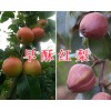 云南早酥紅梨市場(chǎng)價(jià)格-紅河早酥紅梨批發(fā)商/早酥紅梨供應(yīng)