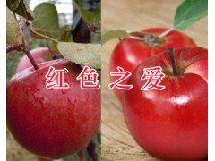 云南早酥紅梨市場(chǎng)價(jià)格-紅河早酥紅梨批發(fā)商/早酥紅梨供應(yīng)圖3