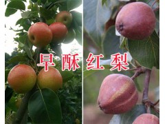 云南紅色之愛批發(fā)-個舊紅色之愛蘋果銷售400-6633-626圖3