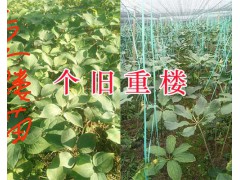 2019紅河滇重樓苗供應(yīng)：個(gè)舊3年生滇重樓苗栽培銷(xiāo)售圖2