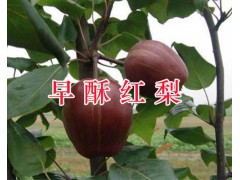 2019紅河滇重樓苗供應(yīng)：個(gè)舊3年生滇重樓苗栽培銷(xiāo)售圖3