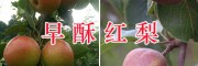 紅河早酥紅梨供應(yīng)商-個舊農(nóng)業(yè)發(fā)展有限公司