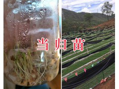 馬廠當歸種子&大理當歸種植合作項目-當歸子銷售圖2