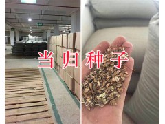 馬廠當歸種子&大理當歸種植合作項目-當歸子銷售圖3