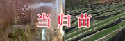 大理當(dāng)歸8000畝種植項目-出芽當(dāng)歸種子圖片-大理振軒科技