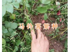 昆明洋芋批發(fā)供應(yīng)-尋甸馬鈴薯基地圖3