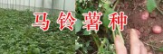 昆明洋芋批發(fā)供應(yīng)-尋甸馬鈴薯基地