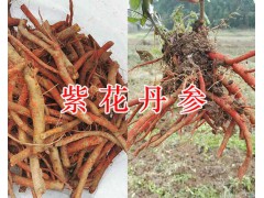 四川丹參產(chǎn)地-紫花丹參種條銷售/四川紫花丹參中藥材種植網(wǎng)圖2