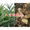 川黃精不倒苗-多花黃精種莖出售，種植包回收