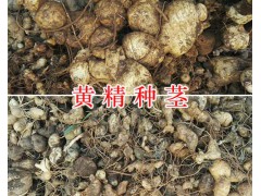 川黃精不倒苗-多花黃精種莖出售，種植包回收圖3