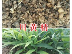 多花川黃精價(jià)格-四川中藥材種植網(wǎng)黃精種莖苗現(xiàn)貨圖2