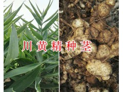 多花川黃精價(jià)格-四川中藥材種植網(wǎng)黃精種莖苗現(xiàn)貨圖3