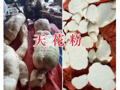 天花粉是什么的根&天花粉生產(chǎn)企業(yè)-云南天花粉圖2