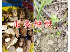 天花粉是什么的根&天花粉生產(chǎn)企業(yè)-云南天花粉圖3