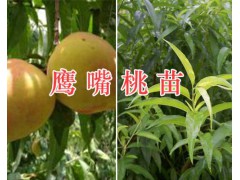 太陽(yáng)紅桃苗-云南太陽(yáng)紅桃苗基地/圖3