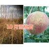 10月雪桃苗-大理新品種雪桃苗*