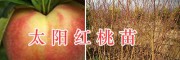 太陽紅桃苗-大理優(yōu)質(zhì)桃樹苗&太陽紅桃苗批發(fā)