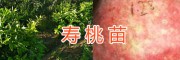 桃園培育基地培育優(yōu)質(zhì)新品種桃苗