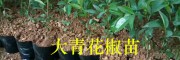 云南花椒苗栽培：大青花椒苗繁育技術(shù)-購(gòu)苗技術(shù)指導(dǎo)