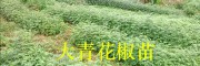 昭通青花椒批發(fā)商：彝良大青花椒（花椒苗）銷售