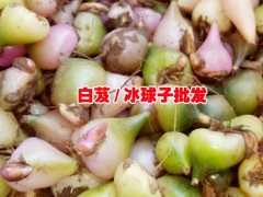 冰球子多少錢一斤_冰球子的種植技術(shù)_冰球子(白芨)貴州批發(fā)市場報價圖2