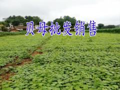 貝母銷售價&哪里有中藥貝母#畢節(jié)貝母種植圖2