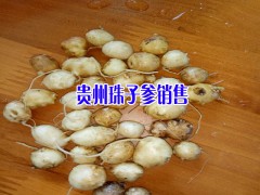 珠子圖片_珠子參批發(fā)價(jià)格-貴州珠子參出售圖2