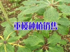 貴州重樓種植基地 畢節(jié)重樓銷售圖2