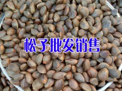 核桃米哪有賣？畢節(jié)核桃仁&松子出售_威寧松子樹圖2