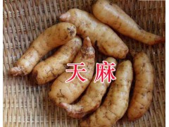 貴州魔芋&天麻批發(fā)價(jià)格&貴州天麻產(chǎn)地圖2