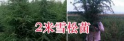 1-2年生雪松苗/昆明雪松苗繁育基地