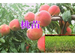 桃樹苗價(jià)格+云南桃樹苗哪個品種好？圖2