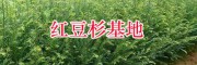 紅豆杉種植苗圃-昆明雪松苗批發(fā)基地