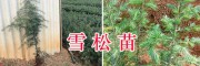 昆明雪松苗基地—雪松袋苗紅豆杉袋苗