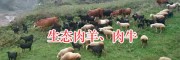 昭覺肉羊肉牛養(yǎng)殖—涼山半細(xì)毛羊肉、黑山羊肉銷售