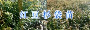 20-30公分紅豆杉苗價(jià)格&保山紅豆杉袋苗批發(fā)價(jià)