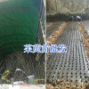 云南中花吳茱萸苗銷售—麗江茱萸苗培育基地